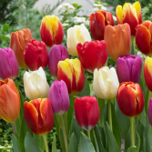 Spring Tulips  Plant