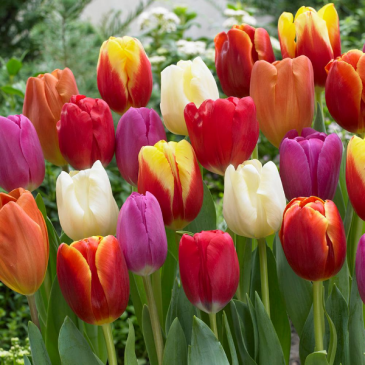 Spring Tulips  Plant in Chatham, NJ | SUNNYWOODS FLORIST