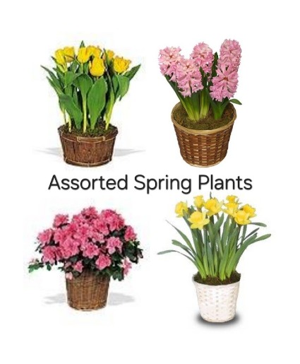 Springtime Potted Plants