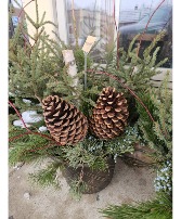 Spruce Porch Pot Plant