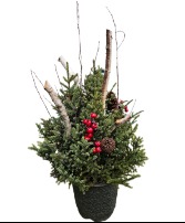 Spruce Tree Top Pot Arrangement