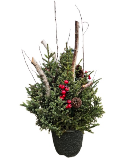 Spruce Tree Top Pot Arrangement
