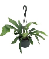 Staghorn Fern house plant