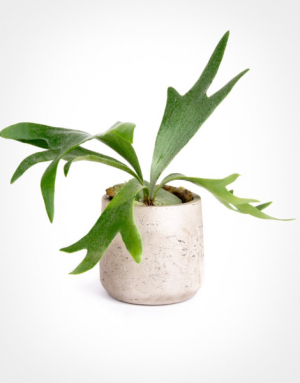 Staghorn Fern in Pottery Vase in Toronto, ON | BOTANY FLORAL STUDIO Staghorn Fern in Pottery Vase in Toronto, ON | BOTANY FLORAL STUDIO