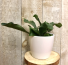 Staghorn Fern 5 inch diameter Plant