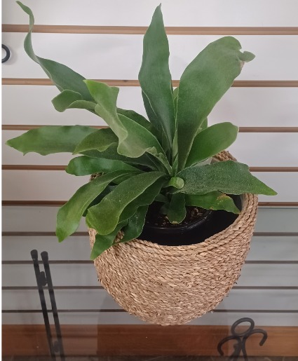 Staghorn Fern & Pot Houseplant & Pot