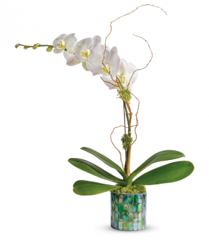 Stained Glass Orchid All-Around Floral Arrangement in Winnipeg, MB | KINGS FLORIST LTD Stained Glass Orchid All-Around Floral Arrangement in Winnipeg, MB | KINGS FLORIST LTD