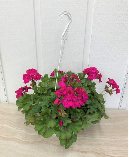 Standard Hanging Basket