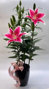 Star Gazer Lily Plant 