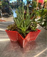 Star Pot Succulent Garden
