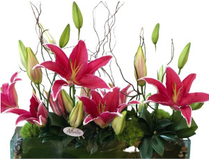 "Stargazer Garden" 