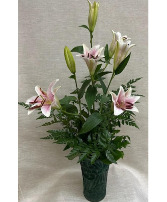 STARGAZER LILIES - 3 STEMS $30 Option