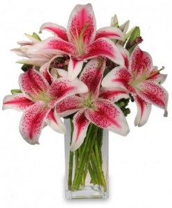 Stargazer Lily Arrangement