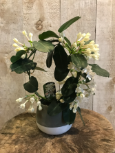 Stephanotis Jasmine ** available for a limited time only **