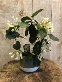 Stephanotis Jasmine ** for a limited time only **