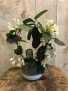 Stephanotis Jasmine ** for a limited time only **