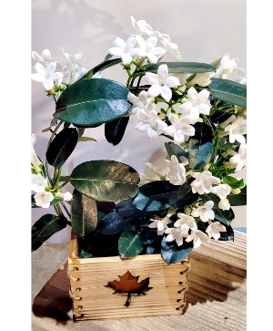 Stephanotis Plant  