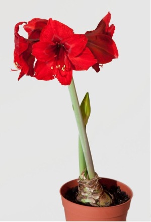 Stiff Amaryllis 