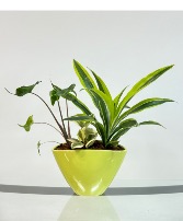 Stingray Lime Zest  Dish Garden