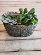 Stitch pot Succulents plant