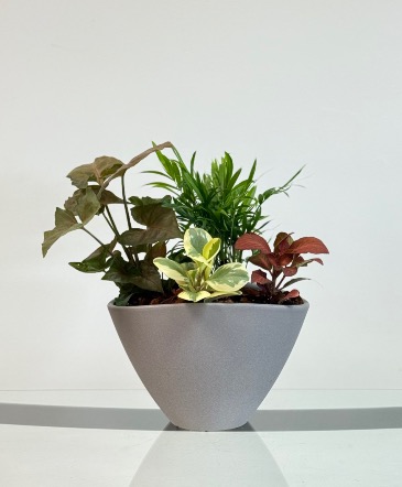 Stone Grey Tropical  Dish Garden in Newmarket, ON | FLOWERS 'N THINGS FLOWER & GIFT SHOP Stone Grey Tropical  Dish Garden in Newmarket, ON | FLOWERS 'N THINGS FLOWER & GIFT SHOP