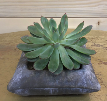 Stonework Succulent