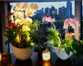 String lights add-on examples Planters