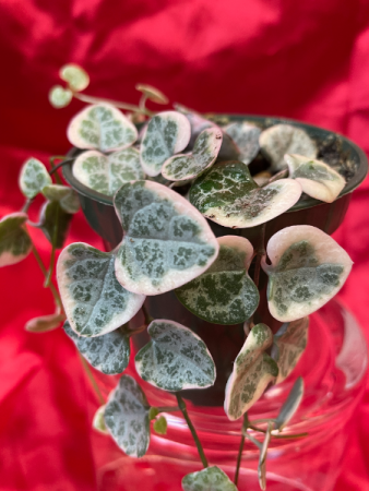 String of Hearts Succulent Plant