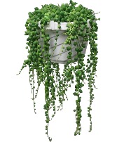 String of Pearls house plant