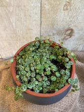 String of Turtles Peperomia Prostata Plant