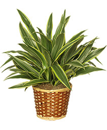 STRIPED DRACAENA PLANT  Dracaena deremensis  'Warneckei'