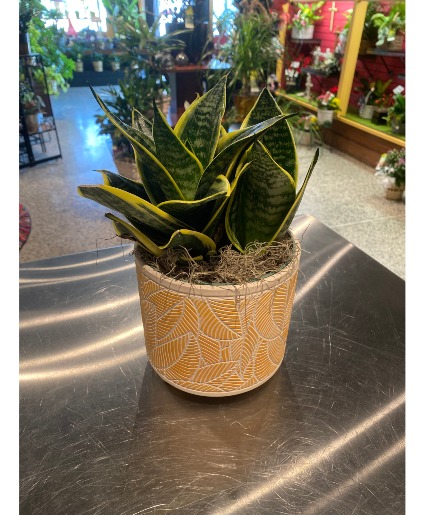 Striped Snake Succulent Plant