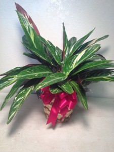 STROMANTHE House Plant