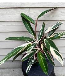 Stromanthe Triostar 8" House Plant