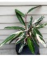Stromanthe Triostar 8" House Plant