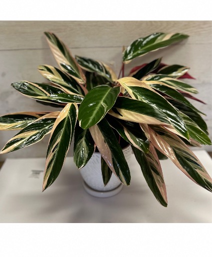 Stromanthe Triostar Houseplant