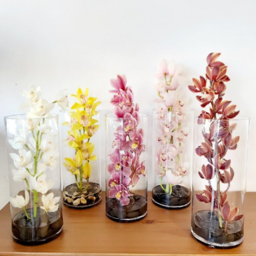 Stunning Cymbidium Orchids Cymbidium Vase in Saskatoon, SK | QUINN & KIM'S FLOWERS