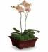 Stunning Orchid 