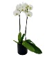 Stunning Orchid (long lasting) 