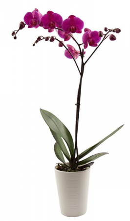 Stunning Orchid Plant Purple or White in Sunrise, FL | FLORIST24HRS.COM Stunning Orchid Plant Purple or White in Sunrise, FL | FLORIST24HRS.COM