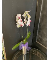 Stunning double stemmed orchid plant In French market tin