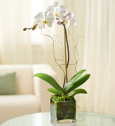 Stunning Orchid Plant  Plant