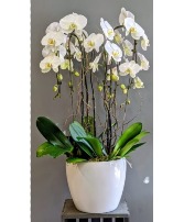 Stunning Phalaenopsis  Orchid Planter