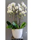 Stunning Phalaenopsis  Orchid Planter