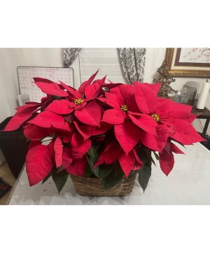 Stunning Poinsettia Basket LAST ONE!!!!