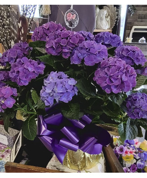 Stunning Purple Hydrangea Large Plant with Mom Charm