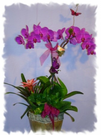 STUNNING PURPLE ORCHIDS PLANT