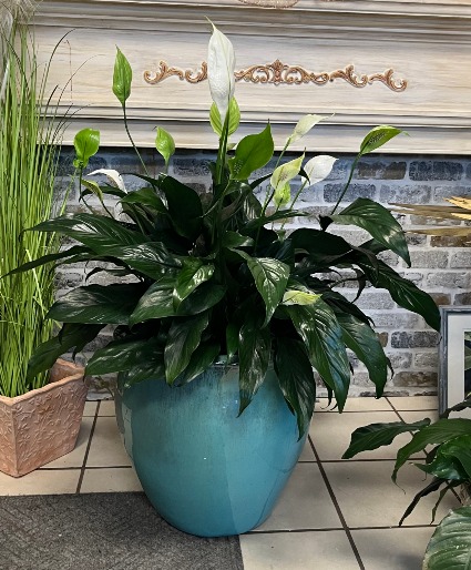 Stunning Spathiphyllum Blooming Plant