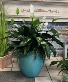 Stunning Spathiphyllum Blooming Plant