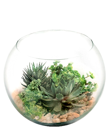 Stunning Succulent Bowl  in Austintown, OH | CRYSTAL VASE FLORIST & GIFTS